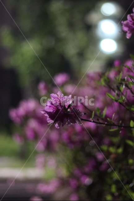 영산홍,핑크,빛,연두잎,따스함,식물,자연,plants,nature,꽃,flower