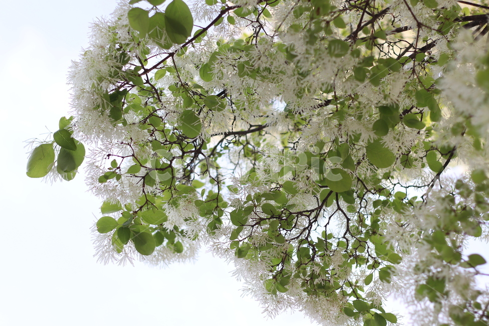 나무,꽃,flower,하얀,green,plant,tree,식물,잎,푸른,초록,leaf