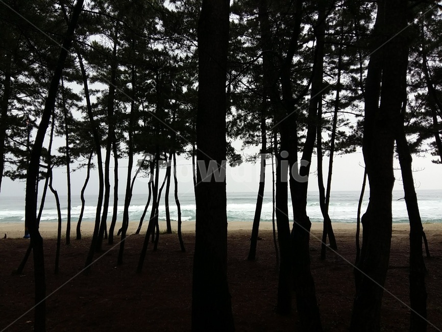 강원도,동해바다,동해안,바다,sea,풍경,파도,wave,역광,검정색,black,나무,tree,plant,식물,treetrunk,나무줄기