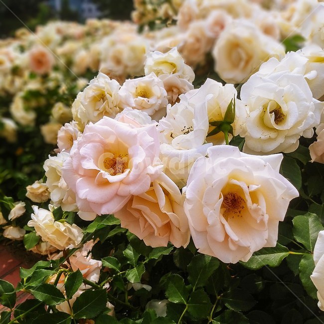 plant,식물,장미,꽃,blossom