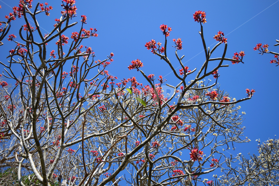 tree,나무,plant,식물,나무줄기,파란하늘,bluesky,outdoor,nature,자연,야외,꽃,빨강꽃,맑은하늘