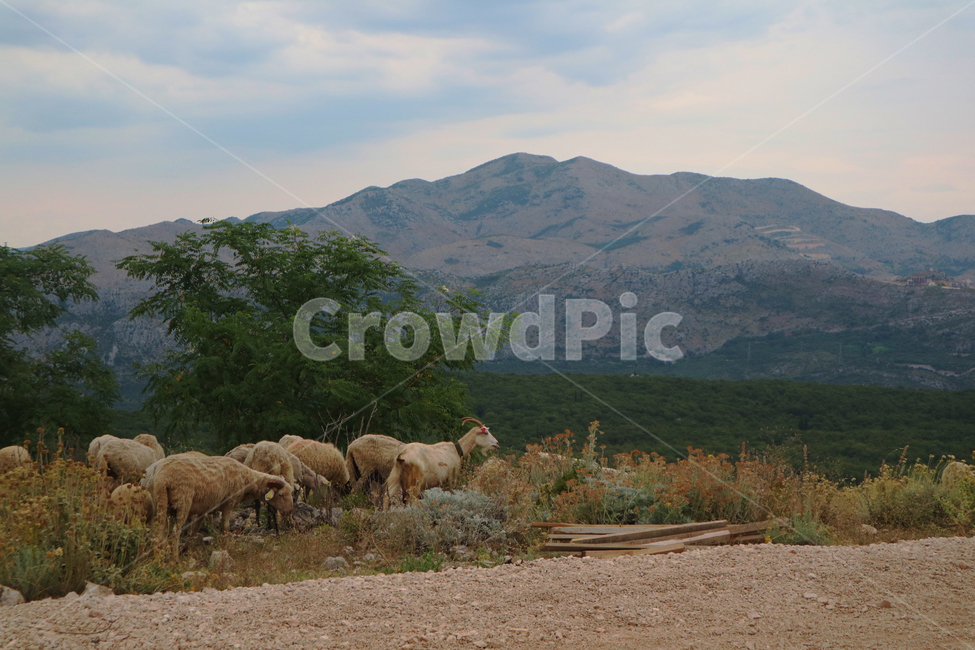 animal,동물,양,sheep,들,field,목초지,grassland,자연,nature,옥외,outdoors,유럽,여행,유럽여행,관광,양치기,자연,풍경,nature,landscape,동물,animal,포유류,mammal