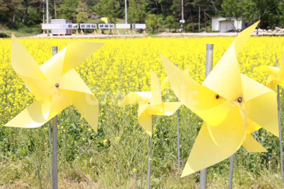 바람개비,노란꽃,자연,풍경,pinwheel,yelloflower,nature,view