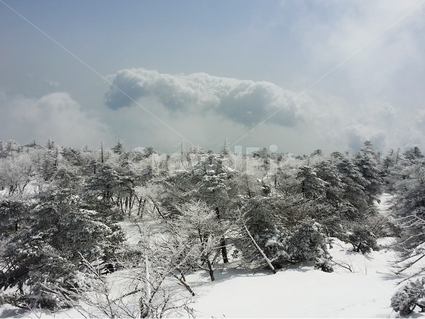 plant,식물,tree,나무,nature,자연,outdoors,옥외,설경,하늘,구름,겨울,계절,winter,season