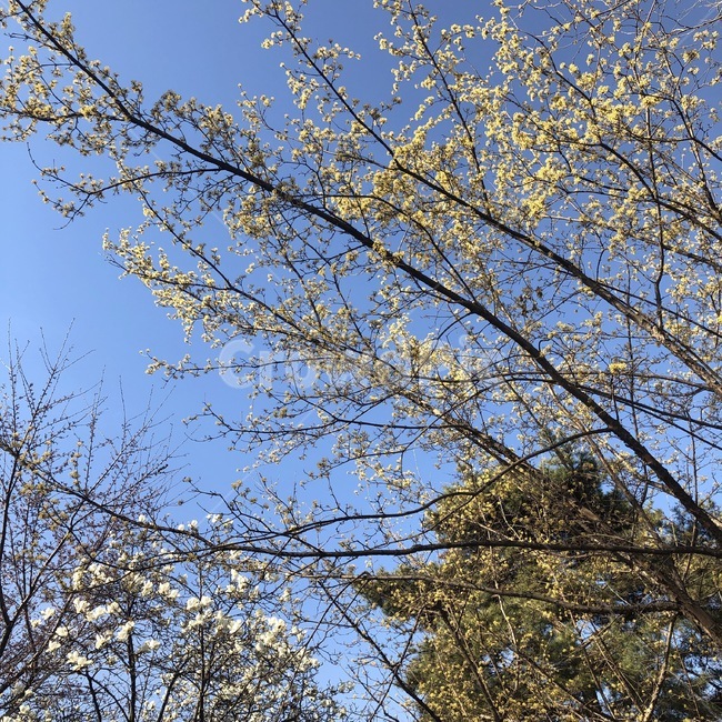 꽃,나무,하늘,노랑,파랑,흰색,flower,hana,tree,ki,sky,sora,yellow,kiiro,blue,ao,white,shiro,식물,자연,shokubutsu,nature,plants