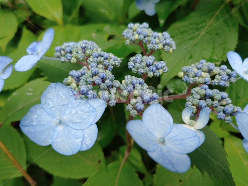 산수국,야생화,들꽃,파랑,이슬,green,woods,plant,식물,자연,nature,환경,environment,신선한,fresh,flower