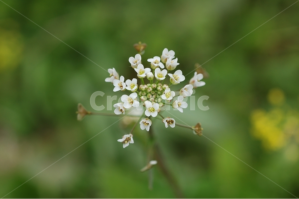 자연,봄,꽃,봄꽃,Nature,spring,냉이꽃,흰색,봄,계절,spring,season,식물,자연,plants,nature,꽃,flower,plant,blossom