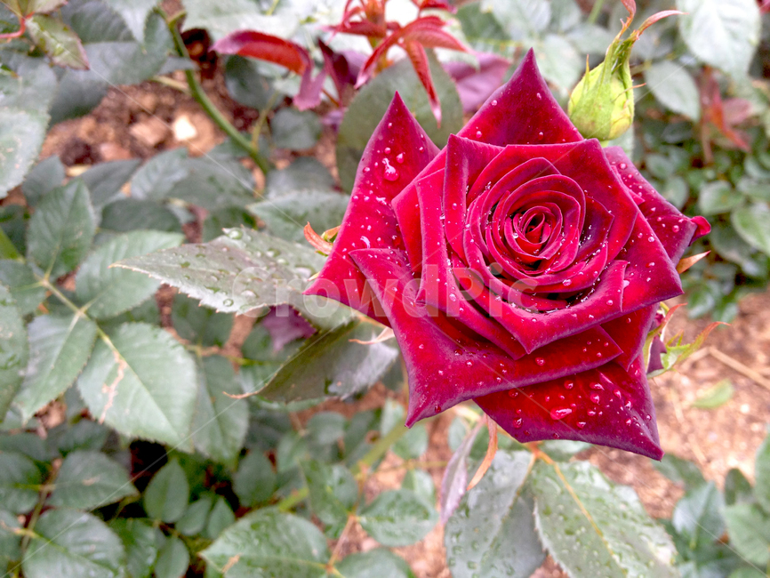 rose,장미,plant,식물,flower,꽃,blossom