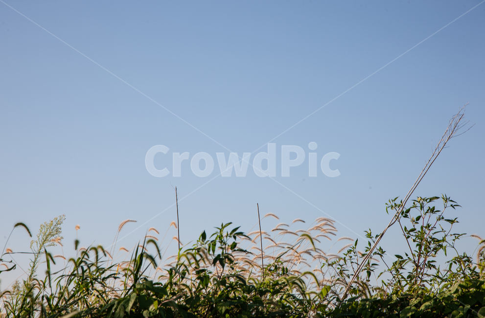 들,하늘,들풀,풍경,자연,식물,자연,풍경,nature,landscape,식물,plants,grass,잔디,plant