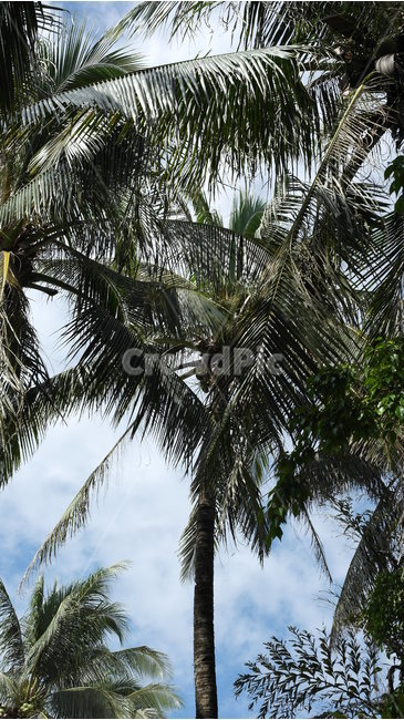 보라카이,boracay,하늘,야자수,구름,sky,cloud,wave,vacationspot,휴양,휴양지,야자나무,palmtree