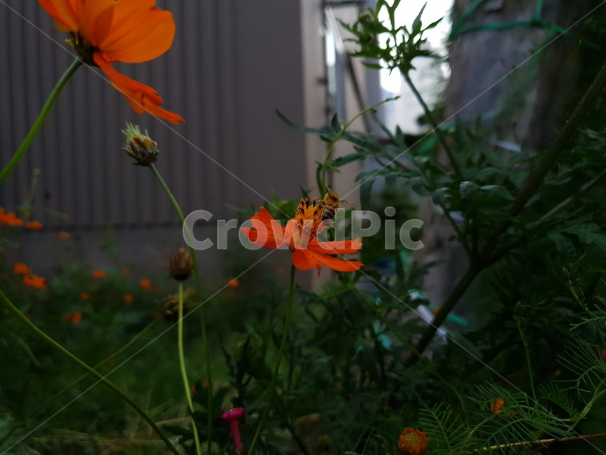 꽃,flower,가을,벌,코스모스,황화코스모스,식물,자연,plants,nature,꽃,flower,곤충,벌레,insect,bug