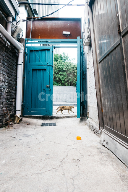 고양이,길냥이,길고양이,냥이,캣,cat,길냥,고양고양,동물,아기고양이,새끼고양이,동물,animal,포유류,mammal,고양이,cat,kitten,kitty