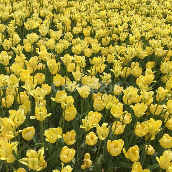 꽃,자연풍경,튤립,flower,색감,color,yellow,노란색,식물,자연,plants,nature,꽃,flower