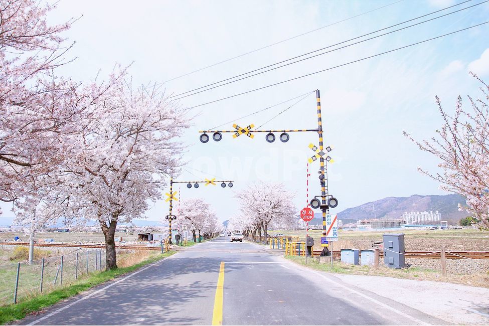 벚꽃,도로,건널목,풍경,봄,철도건널목,교통,꽃길,Cherryblossom,railroad,철도,Korea,spring,landscape,봄,계절,spring,season,자연,풍경,nature,landscape,한국자연풍경,한국자연경관,korea nature landscape,교통,교통수단,traffic,transportation,road