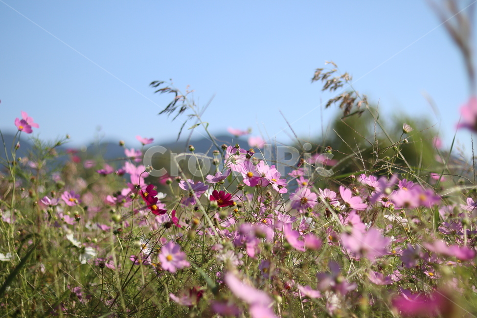 꽃,코스모스,가을,감성,대저,flower,cosmos,가을,계절,fall,autumn,season,식물,자연,plants,nature,꽃,flower,geranium,제라늄,blossom,plant,grassland,목초지,outdoors,옥외,field,들