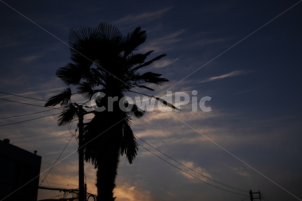 tree,나무,plant,식물,arecaceae,palmtree,야자수,분위기,풍경,하늘,나무실루엣,실루엣,로우키,노을,해질녘,식물,자연,plants,nature,나무,trees,wood