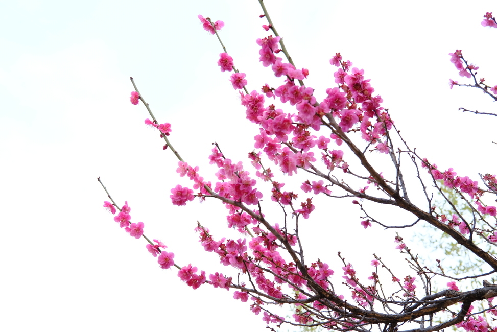 봄,봄꽃,꽃,매화,나들이,배경,배경화면,flower,flowers,spring,봄,계절,spring,season,plant,식물,blossom