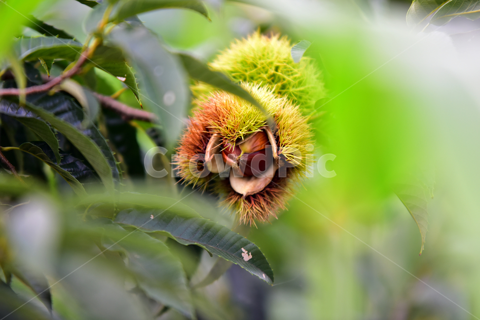 밤송이,가시,밤송이가시,밤나무,밤,밤알,알밤,열매,fruits,chestnut,가을,계절,fall,autumn,season,과일,열매,fruit,plant,식물