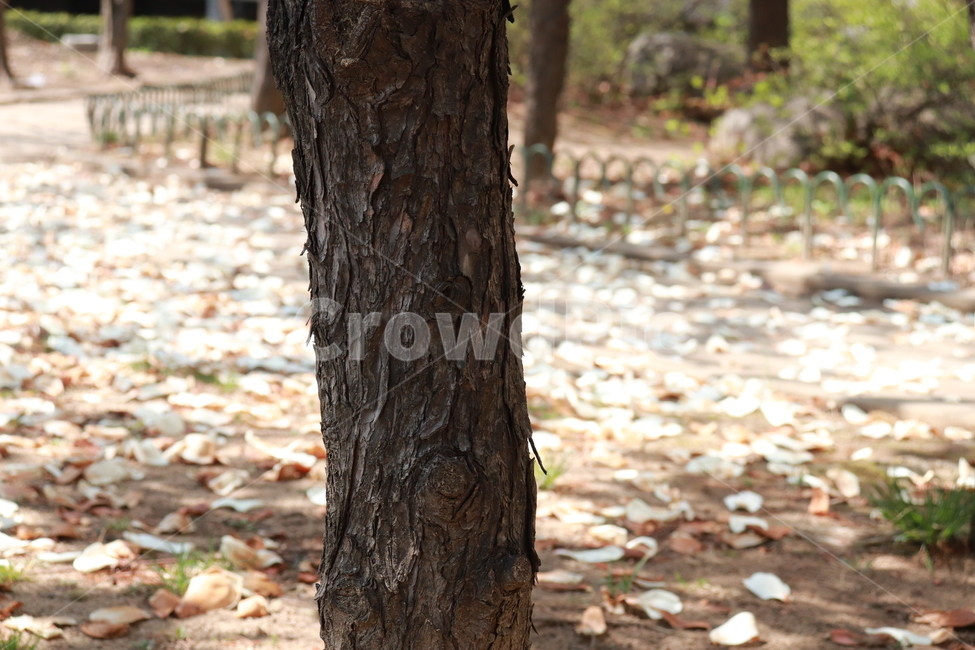 나무,자연,꽃잎,바닥,꽃,나무,trees,wood