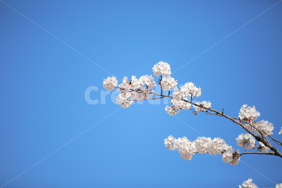 벚꽃,봄,궁,서울,하늘,맑은하늘,꽃,캐논,5dmark3,봄,계절,spring,season,식물,자연,plants,nature,꽃,flower,plant