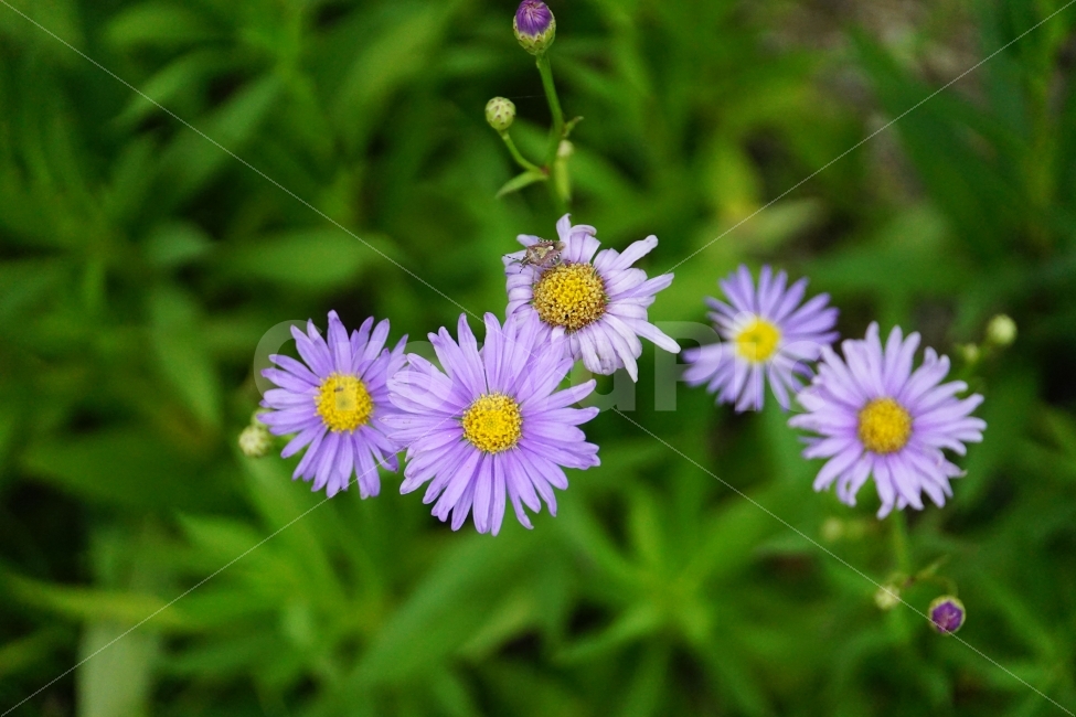벌개미취,꽃,식물,자연,플라워,flower,nature,7월,여름,summer,꽃봉오리,곤충,animal,풍경,landscape,식물,자연,plants,nature,동물,animal,곤충,벌레,insect,bug,꽃,flower