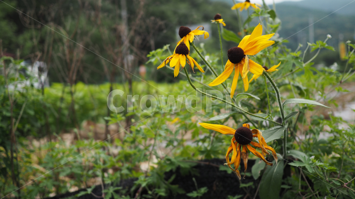 야생화,꽃,그린,wildflower,flower