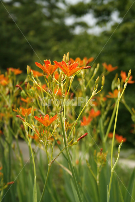 범부채,식물,flower,plants,nature,꽃,꽃봉오리,식물,자연,plants,nature,꽃,flower