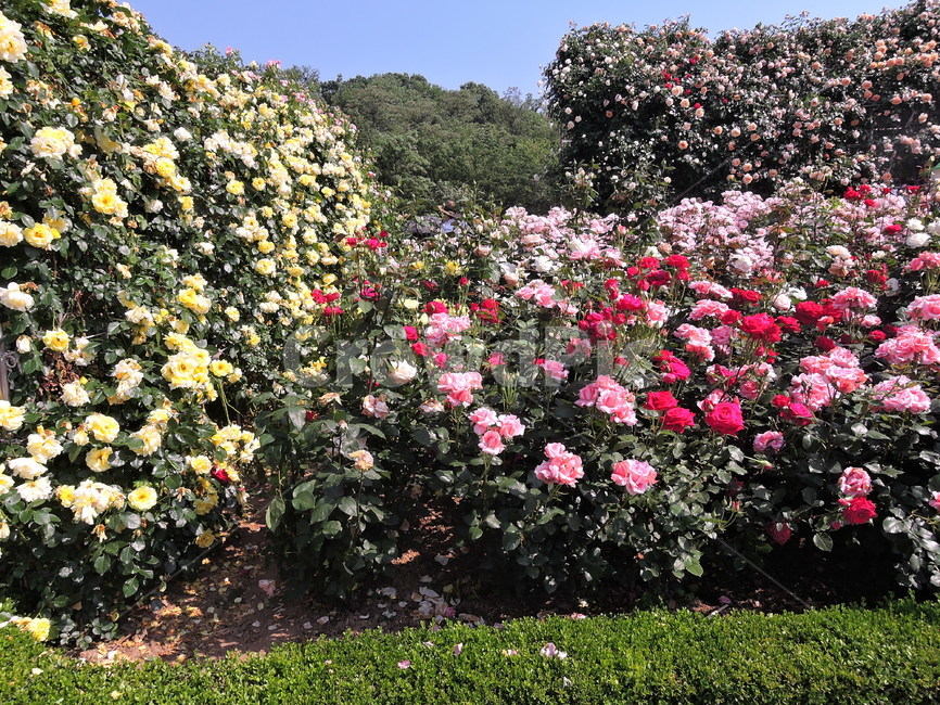 장미,장미원,장미꽃,flower,rose,꽃,식물,화원,장미공원,공원,식물,자연,plants,nature,꽃,flower