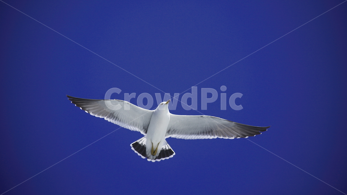 갈매기,바다새,대형조류,commongull,mewgull,laruscrassirostris,괭이갈매기,동물,animal,조류,새,birds