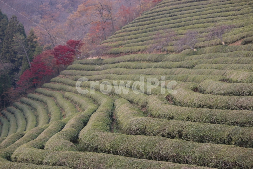 보성,녹차,자연,휴식,아침,자연,풍경,nature,landscape,한국자연풍경,한국자연경관,korea nature landscape,산업,industry,industrial,농업,농사,agriculture,farming,farming industry