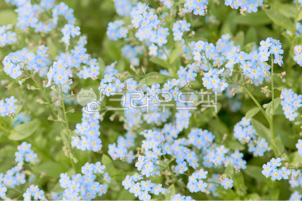 물망초,물망초꽃,파란꽃,꽃,여름꽃,plant,식물,flower