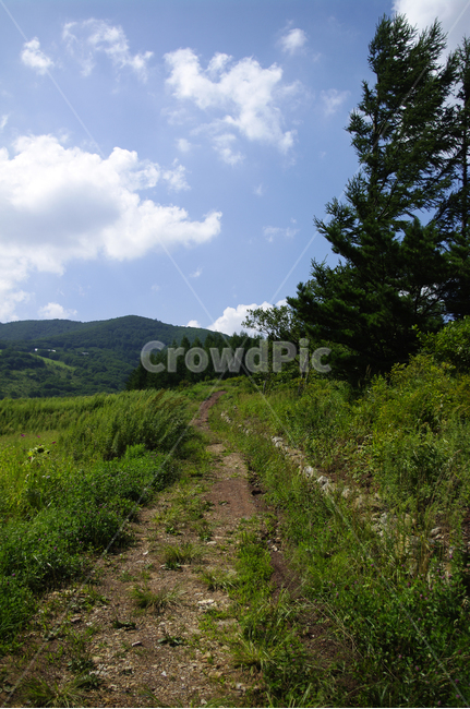 구름,식물,길,하늘,자연,풍경,plant,흙길,nature,자연,풍경,nature,landscape