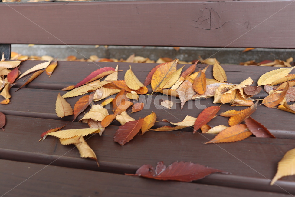 가을,벤치,낙엽,가을날씨,아쉬움,가을,계절,fall,autumn,season,leaf,잎,plant,식물,tree,나무