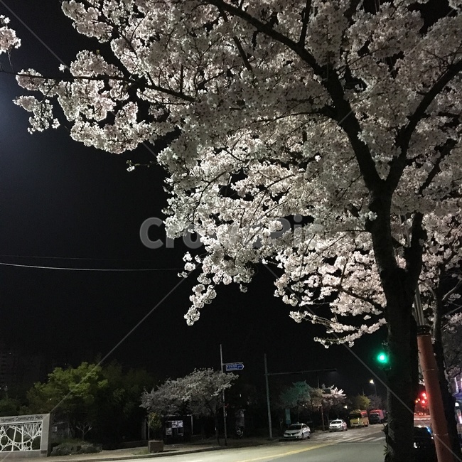 봄,저녁,벚꽃,길거리,저녁감성,봄,계절,spring,season,야경,밤,풍경,nightscape,night,landscape,plant,식물,flower,꽃,blossom,cherry blossom