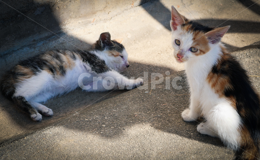 Meow,young,brothers,shape of eyes,babies,kitty,sleep,sweety,sunlight,sibling,kitten,cats,cutie,pet stone water,mammal,cat,animal,mammalia