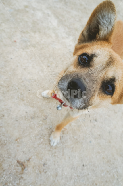 강아지,방울,시골강아지,유기견,반려견,animal,brown,cute,dog,eyes,friend,funny,happy,outdoor,pet,puppy,동물,animal,포유류,mammal,개,강아지,dog,doggy