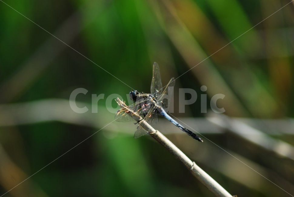 잠자리,곤충,벌레,dragonfly,날준비중,동물,animal,곤충,벌레,insect,bug