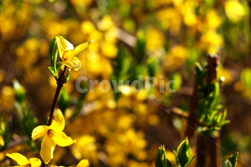 봄꽃,개나리,꽃배경,beautiful,bloom,blooming,closeup,color,colorful,flowerbackground,forsythia,garden,green,leaf,nature,season,spring,yellowflower,식물,자연,plants,nature,꽃,flower