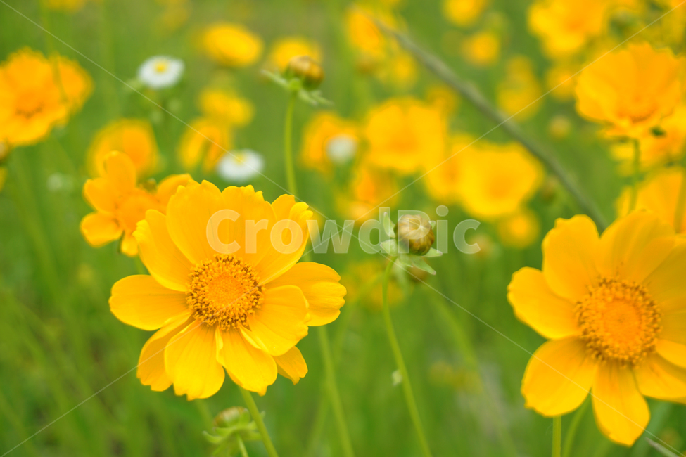 꽃,flower,노란꽃,yellowflower,yellow,식물,자연,plants,nature,꽃,flower