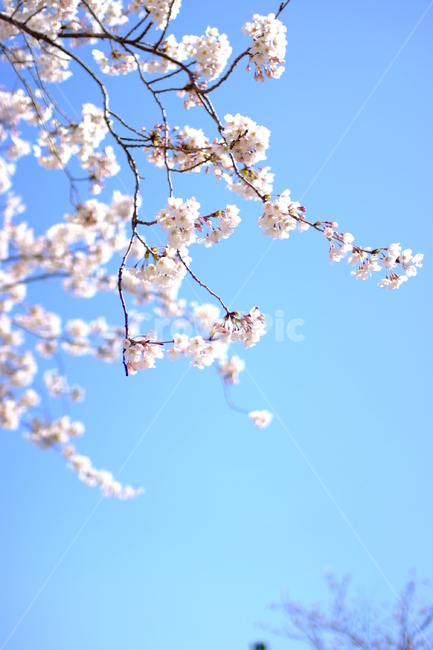 sky,Cherry Blossom,nature,tree,cherryblossoms,spring,cherry blossom tree,plant