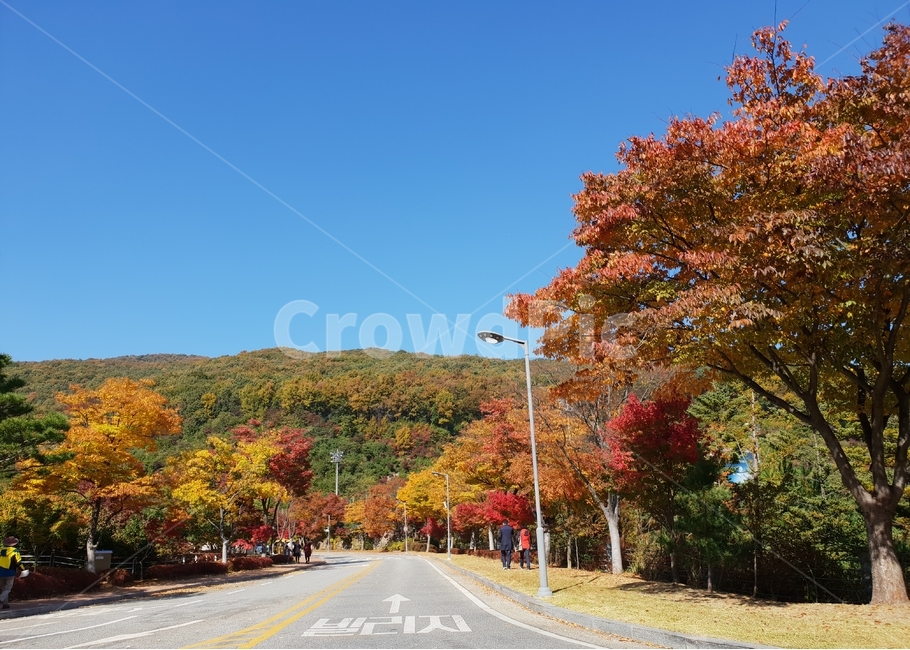 가을,낙엽,길,하늘,나무,가을하늘,가을도로,가을,계절,fall,autumn,season,자연,풍경,nature,landscape,사람들,대중,군중,other people,crowd,asphalt,아스팔트,tree,plant,식물,road,도로