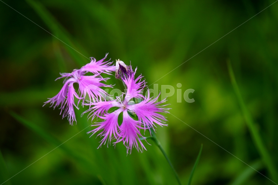 패랭이꽃,꽃,이미지,감성,초록,식물,자연,plants,nature,꽃,flower