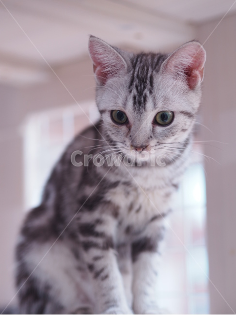 고양이,반려동물,반려묘,애묘,동물,애완동물,cat,kitty,animal,mammal,kitten,귀여움,집사,야옹이,냥,냥이,아메리칸숏헤어,아메숏,동물,animal,포유류,mammal,고양이,cat,kitten,kitty