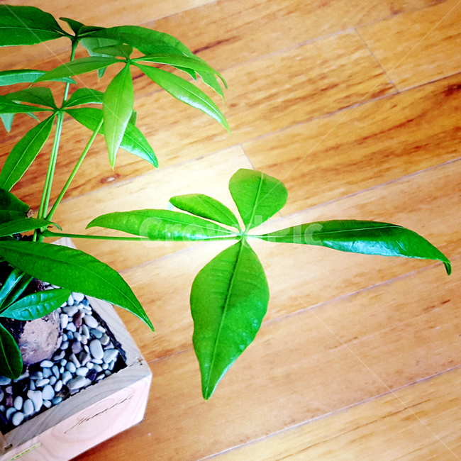 leaf,잎,plant,식물,화분
