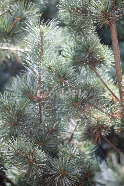 소나무,식물,자연,초록,녹색,계절,색깔,pinetree,green,brown,season,color,plant,nature,식물,자연,plants,nature,나무,trees,wood