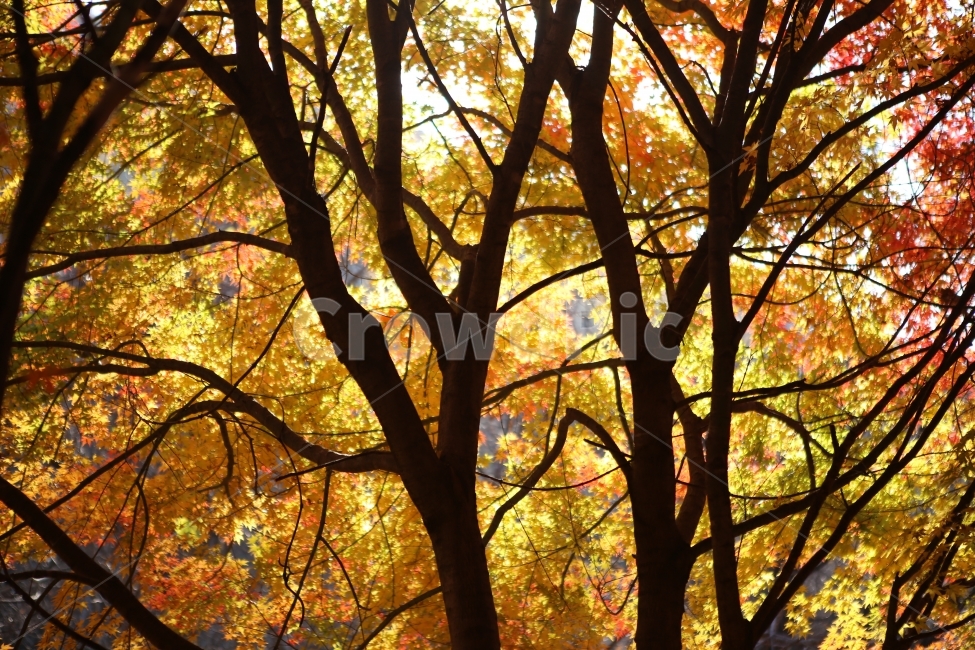 단풍,자연,나뭇잎,노랑,가을,숲,가을,계절,fall,autumn,season,식물,자연,plants,nature,나무,trees,wood,tree,plant,tree trunk,나무 줄기