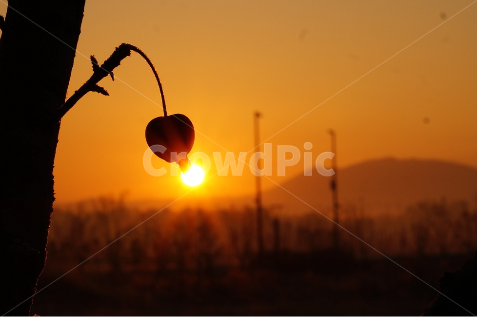저녁,노을,일몰,해,빛,풍경,자연,자연,풍경,nature,landscape,식물,plants,실루엣,그림자,silhouette,shadow,light,flare,플레어,sunlight,햇빛