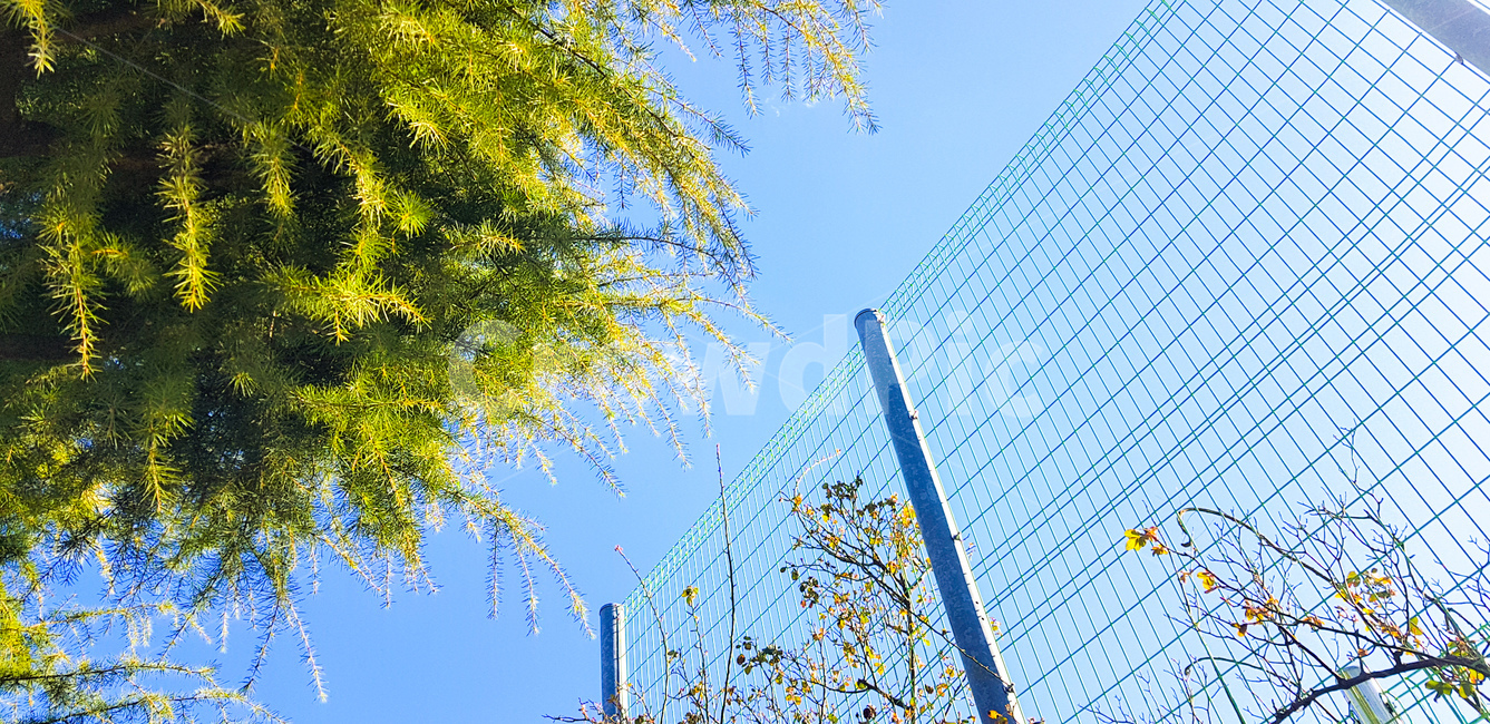 하늘,나무,꽃,sky,flower,tree,철창,자연,풍경,nature,landscape,office building,사무실 건물,building,건물