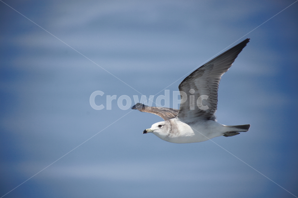 갈매기,바다새,대형조류,commongull,mewgull,동물,animal,조류,새,birds