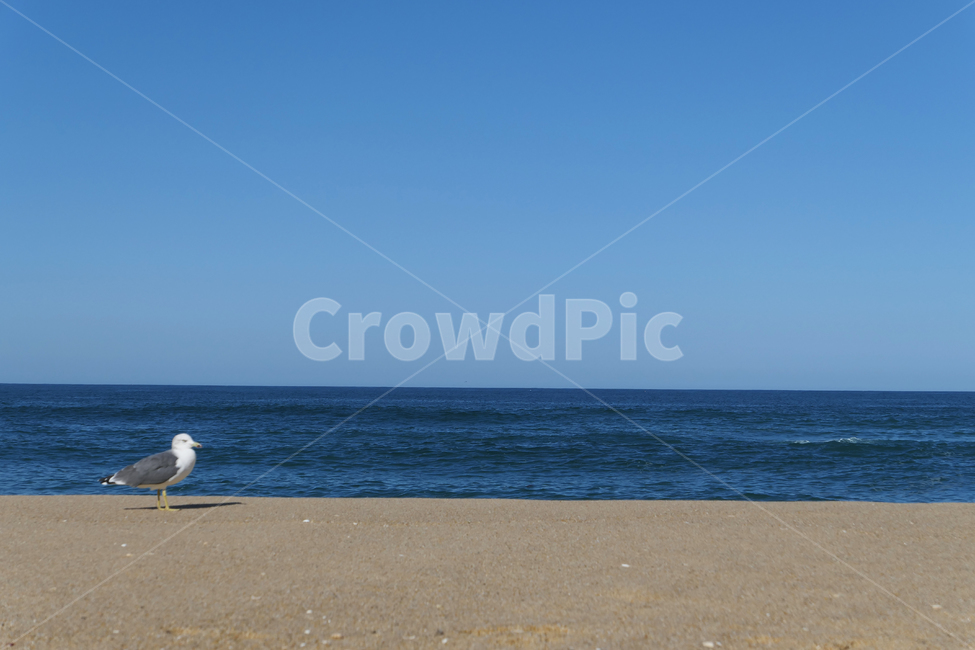 새,동물,animal,seagull,gull,바다,모래,하늘,sky,sea,sand,갈매기,혼자,alone,해변,바다,beach,sea,동물,animal,조류,새,birds